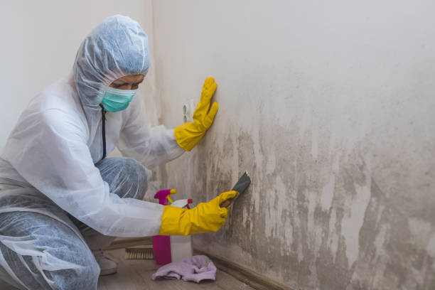 Biohazard Mold Removal in Fort Myers, FL