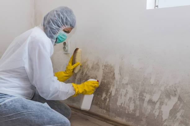 Best Mold Damage Restoration  in Fort Myers, FL