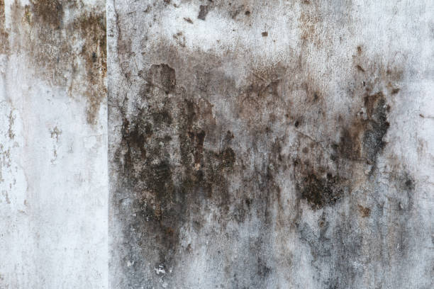 Best Water Damage & Mold Remediation  in Fort Myers, FL