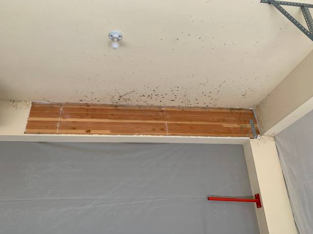 Best Black Mold Removal  in Fort Myers, FL